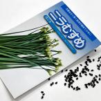 野菜の種/種子 ニラむすめ 花ニラ 中国野菜 1袋 2mL