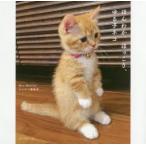 ほんわか、ほっこり、ゆる子ネコ　Mac　Marron/著　にゃんこ編集部/編集