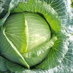  капуста Hokkaido производство Sapporo большой лампочка капуста 1 шар :3kg и больше огромный .... капуста большой лампочка традиция овощи большой лампочка .... овощи гурман ваш заказ подарок . зима капуста 