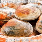 （送料無料 あさり 北海道産）特大 ボイル冷凍 540g（180g 13粒前後×3）（砂抜き済み）道東産はアサリエキスが濃厚！（殻付き貝 浅利 厚岸 釧路 根室）