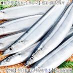（送料無料 氷水生サンマ 北海道産）根室 釧路（特大 浜呼び名）2kg前後16尾前後（空輸で翌日着 獲れたて 生さんま 日帰りトロさんま 最高級 秋刀魚）