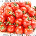 （送料無料 フルーツトマト 北海道産）シンディスイート Ｌ-Ｍ中玉 2kg（北海道 JA上川 航空便 収穫日に空輸で翌日着 新品種、絶妙なバランス 秀品）