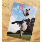 No Kill прозрачный файл 