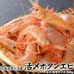  креветка Botan shrimp .. мужской большой средний размер 500g осень Hokkaido . огонь . производство бесплатная доставка Okinawa. доставка отдельно . прибавление День отца подарок на Bon Festival кемпинг 