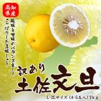 高知県産　訳あり土佐文旦（ぶんたん）人気大玉L-2Lサイズ（4-5玉入）2kg送料無料北海道、沖縄は送料別途加算