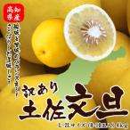 高知県産　訳あり土佐文旦（ぶんたん）人気大玉L-2Lサイズ（8-10玉入）4kg送料無料北海道、沖縄は送料別途加算