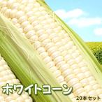 [ предварительный заказ ] белый кукуруза Hokkaido кукуруза 20 шт. входит бесплатная доставка * Okinawa. доставка отдельно . прибавление День отца подарок на Bon Festival кемпинг 