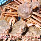 オオズワイガニ メス 活 訳あり 北海道産 8kg(約25−50尾入) 身入り7分前後 送料無料 ※沖縄送料別途加算 母の日 お花見 ゴールデンウィーク