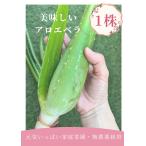 アロエ　アロエベラ　アロエ苗　アロエベラ苗　食用アロエ 新鮮【食用】アロエベラ１株　★アロエの苗をそのまま★ 食べれるアロエ