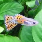  тропическая рыба местного производства Guppy красный стакан Guppy 1Pr [ Hokkaido * China * Сикоку * Kyushu * Okinawa * отдаленный остров отправка не возможно ]