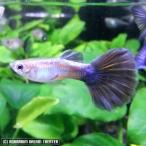  super красный автомобиль in бриллиант 1Pr[ местного производства * Guppy ][ Hokkaido * China * Сикоку * Kyushu * Okinawa * отдаленный остров отправка не возможно ]