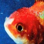 輸入盤 VINCE STAPLES / BIG FISH THEORY [CD]