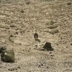 ͢ BEN HOWARD / NOONDAY DREAM [2LP]