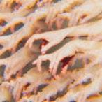 日食なつこ / ミメーシス（通常盤） [CD]