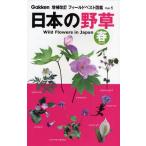 日本の野草 春