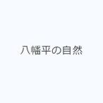  Hachiman flat. природа 