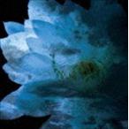 (オムニバス) LUNA SEA MEMORIAL COVER ALBUM Re:birth [CD]