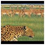 Fantastic Plastic Machine / zoo [CD]