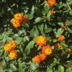 War.deairen / ミント [CD]
