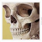  камень . настольный теннис / EUQITANUL [CD]