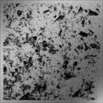 shotahirama / surf [CD]