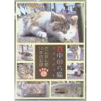 . средний. . кошка lapsoti-~.... кошка 10 год. регистрация ~ [DVD]