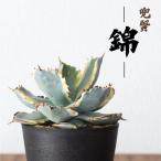  декоративное растение агава салон наружный модный агава *isis men sis" шлем ..( Kabuto gani.)3 номер рассада 