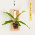  декоративное растение вид салон модный подвешивание ниже висячий платицериум. с табличкой .( легкий модель ) папоротник олений рог 