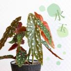 観葉植物 種類 室内 おしゃれ ベゴニア・マクラータ樹脂POT★水玉模様がキ…