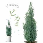 観葉植物 種類 室内 室外 おしゃれ ツリー コニファー(ローソンヒノキ)エルウッズ エンパイア