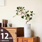 ショッピング植木鉢 鉢 植木鉢 おしゃれ 室内 陶器鉢 鉢カバー マットな質感、丸長トール植木鉢M（12ｃｍ）