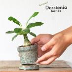 観葉植物ドルステニアおもしろコーデ...