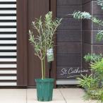 観葉植物 種類 室内 おしゃれ オリーブ・セントキャサリン 人気品種