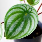 観葉植物 種類 室内 インテリア 植え替え テーブル ペペロミア・サンデルシー(通称スイカペペ)3.5号苗 ※お届けは5/22〜