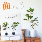 観葉植物 種類 室内 おしゃれ 苗 インテリア 植え替え フランスゴムの木「幹曲り」3.5号苗