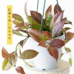 観葉植物 種類 室内 おしゃれ 吊り下げ ハンギング ホヤ・オブスクラ吊り鉢仕立て