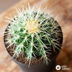  суккулентное растение . лист вид салон модный интерьер .. изменение золотой .( gold автомобиль chi)....