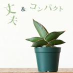  декоративное растение сансевиерия * Samurai ( samurai )dowa-f отрицательный ион 