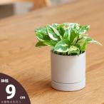  горшок цветочный горшок керамика модный салон горшок покрытие красочный . тарелка в одном корпусе цилиндр керамика горшок S(9cm)