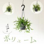  декоративное растение вид салон модный подвешивание горшок lipsa белка elip TIKKA ewa Rudy дыра k Raver бирка atema Len sis