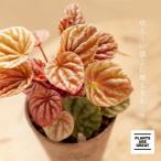 観葉植物 種類 室内 おしゃれ ペペロミア・キト