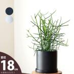 鉢 植木鉢 おしゃれ 鉢植え 鉢カバー 室内 シンプル 鉢 定番!マット調・シリンダー植木鉢L(18cm)