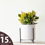 鉢 植木鉢 陶器 おしゃれ 室内 鉢カバー アイアンスタンド付き、陶器の鉢カバー（15.5cm）