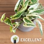 観葉植物 ポトス 流通少ない希少品種ポトス・エクセレント。お求めやすいお値段で復活！