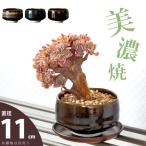 鉢 植木鉢 陶器 おしゃれ 美濃焼の抹茶碗で、植物を愛でるMサイズ(Made in JAPAN植木鉢)
