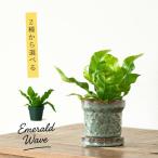 観葉植物 鉢植え 小さいサイズで可愛らしい!エメラルド・ウェーブ 室内 おしゃれ 苗