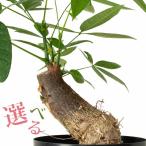 ショッピング写真 ●写真で選べる　塊根植物みたいな癖がある、太曲がりパキラ