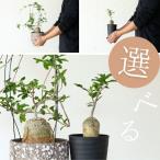 観葉植物種類室内おしゃれ火星人
