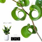 観葉植物 種類 室内 おしゃれ 鉢 イ