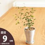 植木鉢 おしゃれ 植え替え インテリア アンティーク COOL。シリンダー植木鉢(9cm)